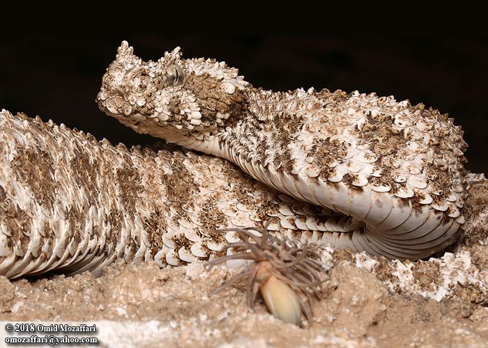 The Tip of This Snake's Tail Looks Like a Spider. But Inside, Its Bones Are ‘Bizarrely Normal'