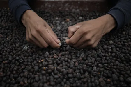 A worker sorts coffee beans at the Lamastus Family Estate farm in Boquete, a region known the world over for its coffee varieties.