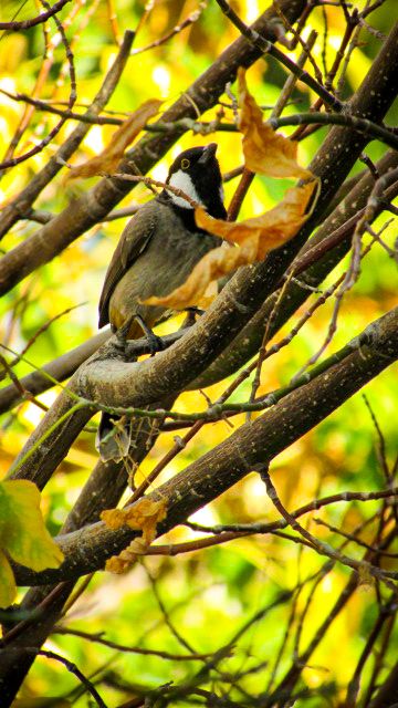 A sweet-voiced bird thumbnail
