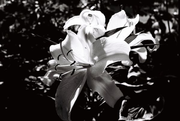 White lily thumbnail