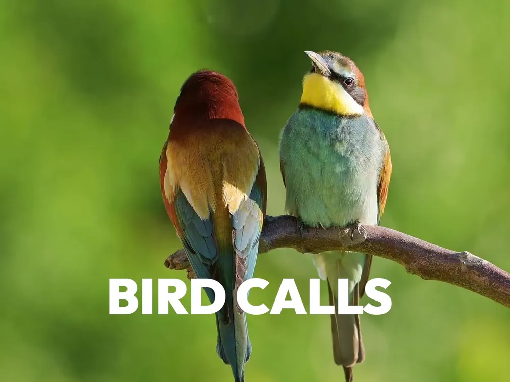Preview thumbnail for video '7 Weirdest Bird Calls