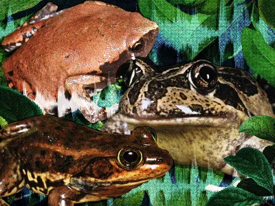 From a Motorcycle Revving to a Pig Oinking, Eight Amazing Sounds Made by Frogs image