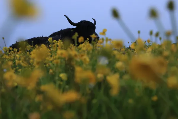 Yak in yellow thumbnail