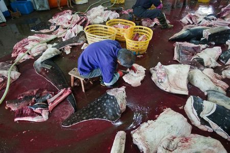 A scene from the whale shark processing factory, where the endangered species are turned into meat, medicinal supplements and cosmetics. 