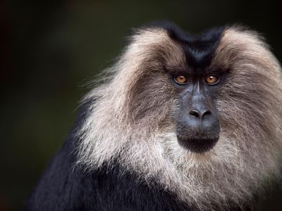 DEC14_E07_Macaques.jpg