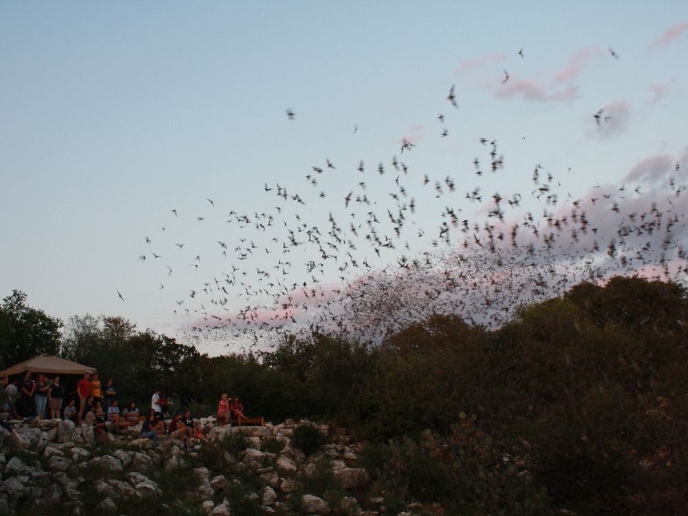 Bats flying