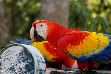 Honduran scarlet macaws.