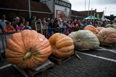 Giant pumpkins wait in line for their weigh-in at a 2014 competition in Kasterlee, Belgium.