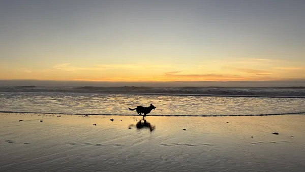 Catch me if you can thumbnail