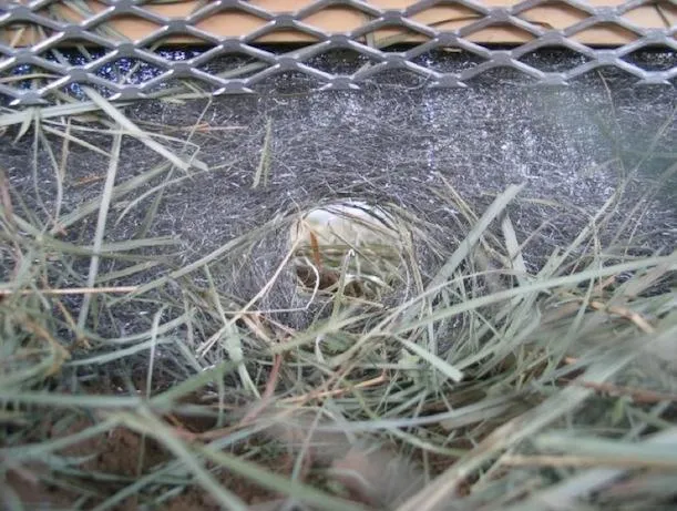 The squirrels clawed right through the steel fabric.