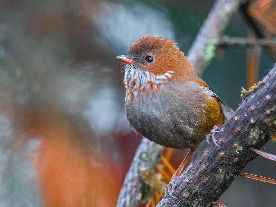 A small brown songbird sits on a branch