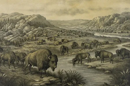 Buffaloes at Rest recalls a time when bison were plentiful. When the print was created in 1911, only about 1,350 remained.