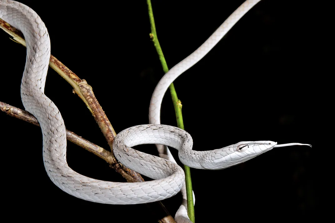 Ahaetulla prasina, sometimes known as the short-nosed vine snake, is more often green than white.