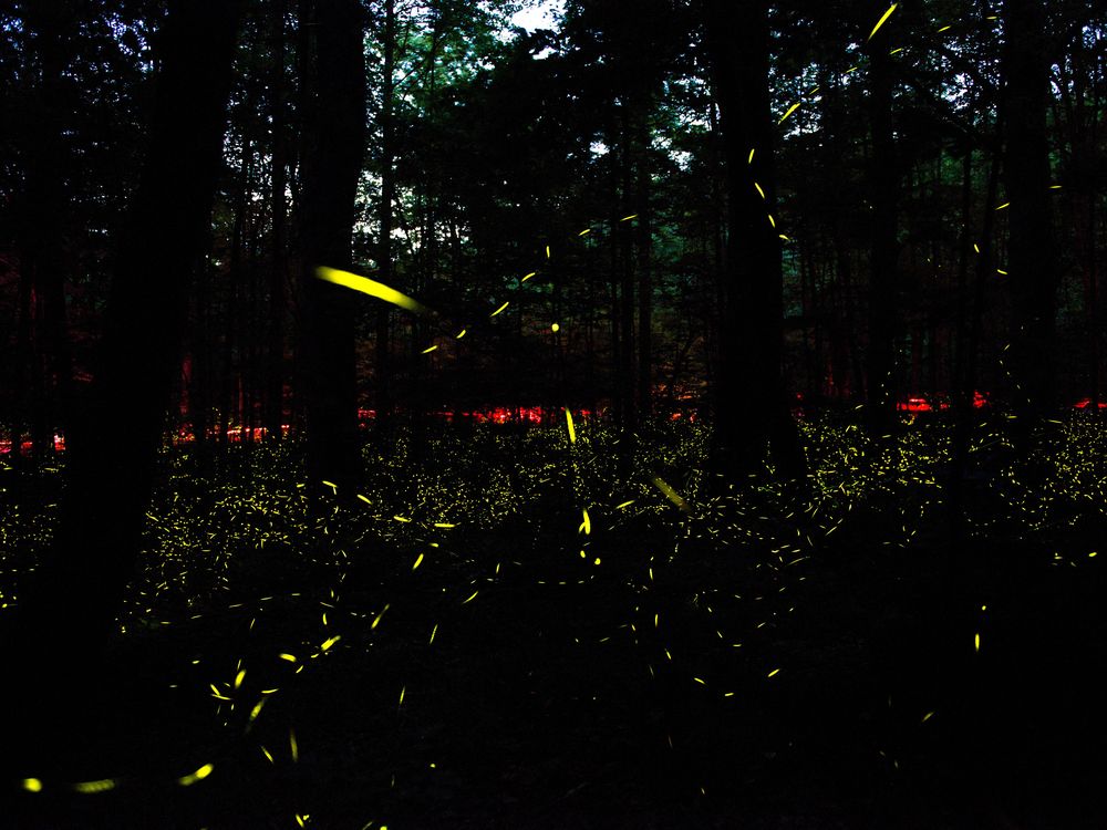 Great Smoky Mountains Fireflies, Synchronized