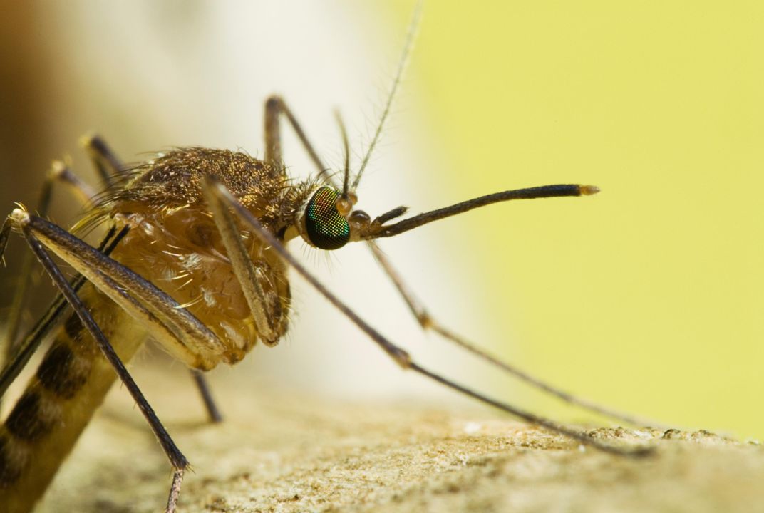 How the Lowly Mosquito Helped America Win Independence ...