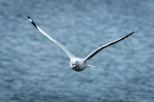 Foodie Seagull thumbnail