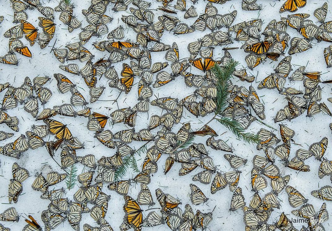 Snow Monarchs