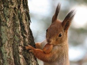 20110520104015squirrel-300x225.jpg