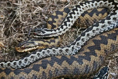 A male (silver) and female (brown) common European adder meet prior to mating. Scientists are just beginning to understand female sexual anatomy in snakes.