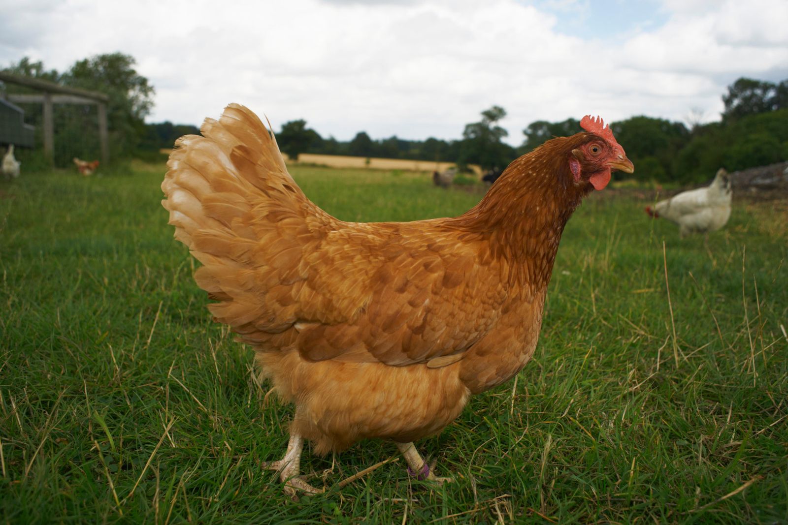 All hail the hen! Chickens were revered for centuries before they
