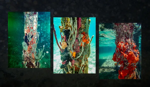 Tropical corals & sponges thumbnail