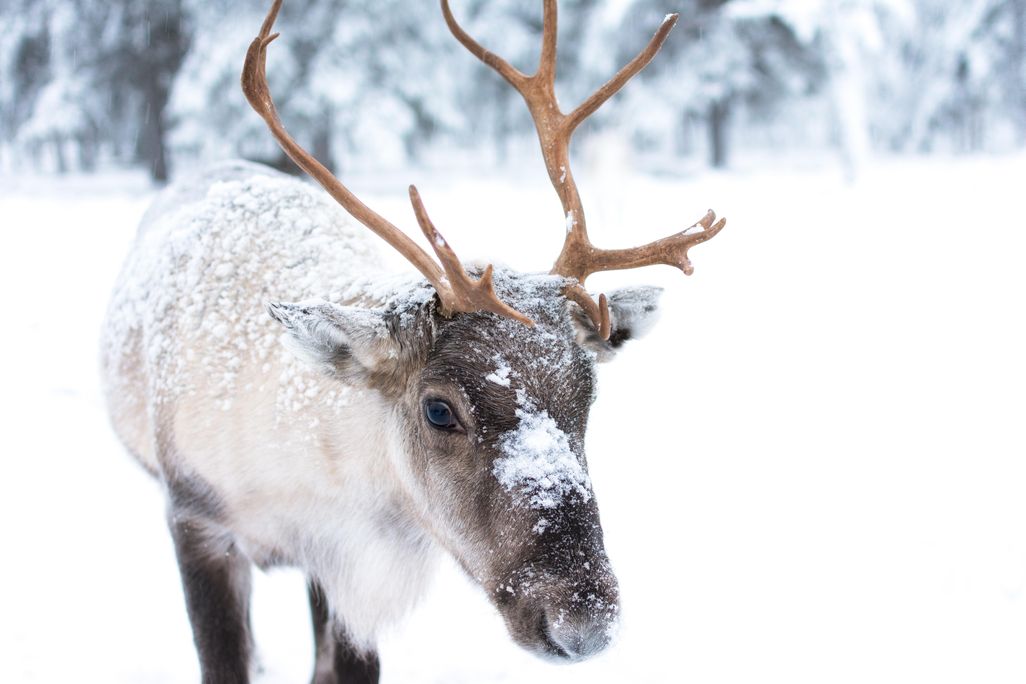 Cute Baby Reindeer