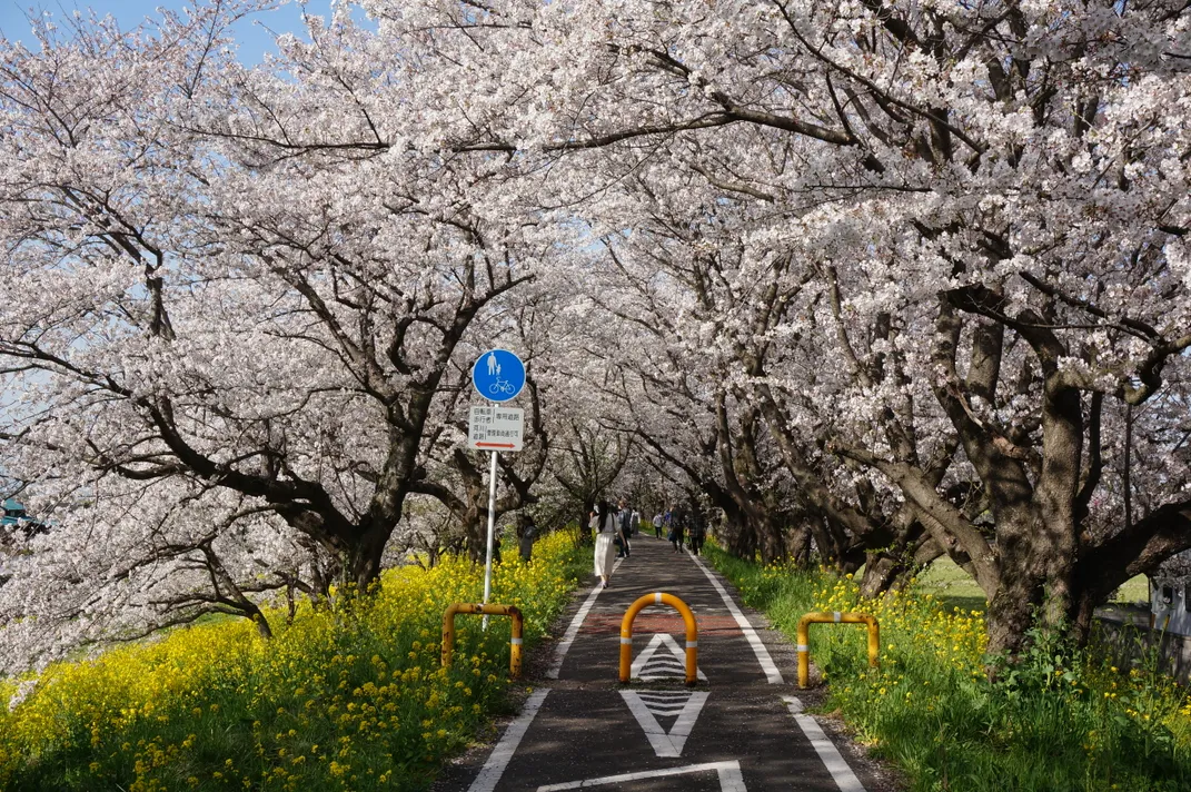 Yoshino cherries, Japan