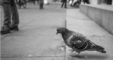 pigeon-470.png