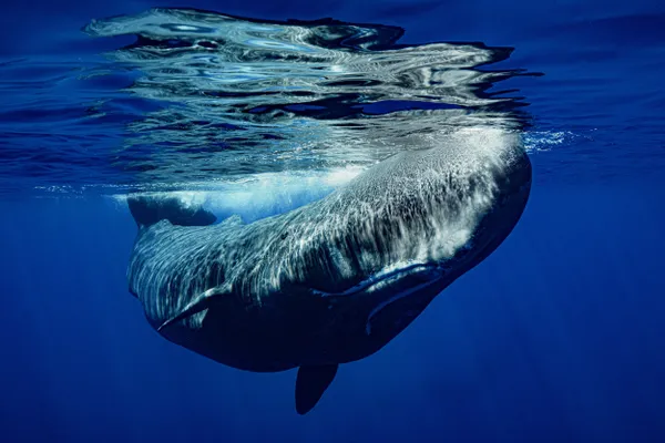 Meet Can Opener, world’s most researched whale. thumbnail