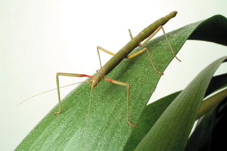 Foot fluid may help bugs escape in a hurry.