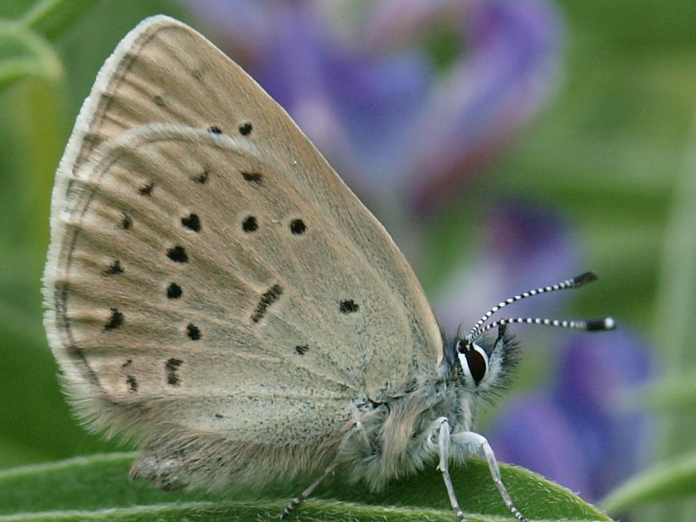 Female Fender's Blue Butterfly photographed at Basket Slough NWR in