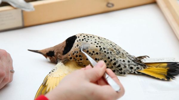 Preview thumbnail for How to Identify a Bird From a Single Feather