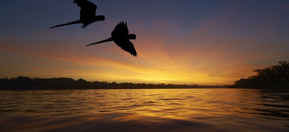  Macaws at sunset, Amazon River 