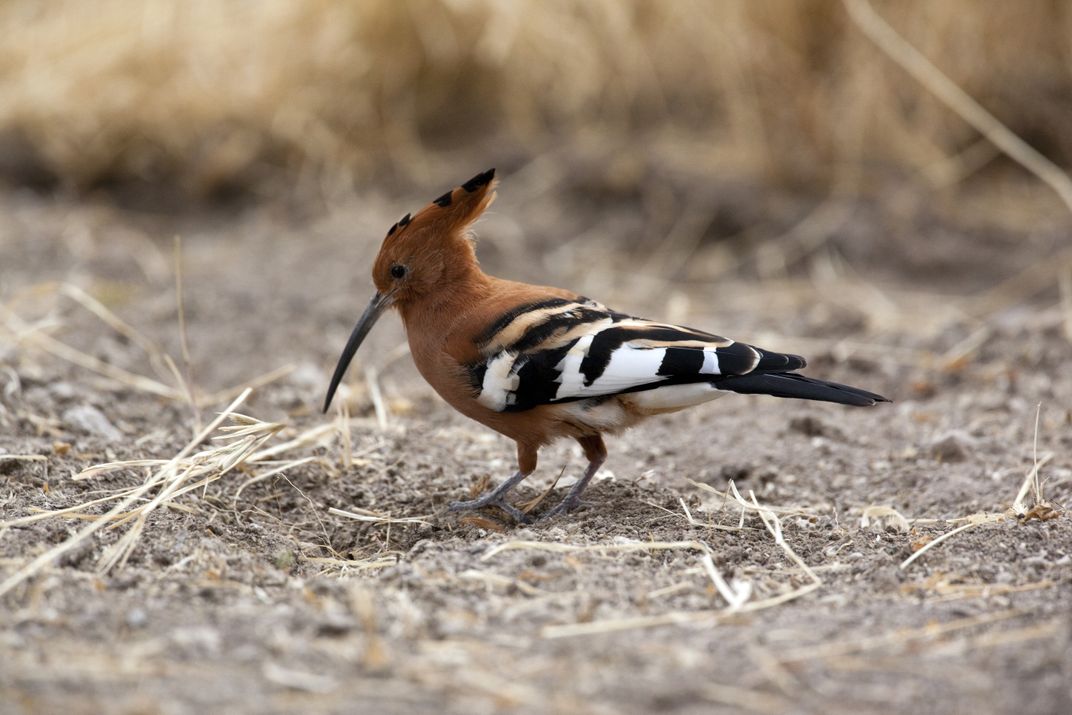 A hoopoe bird in Namibia
