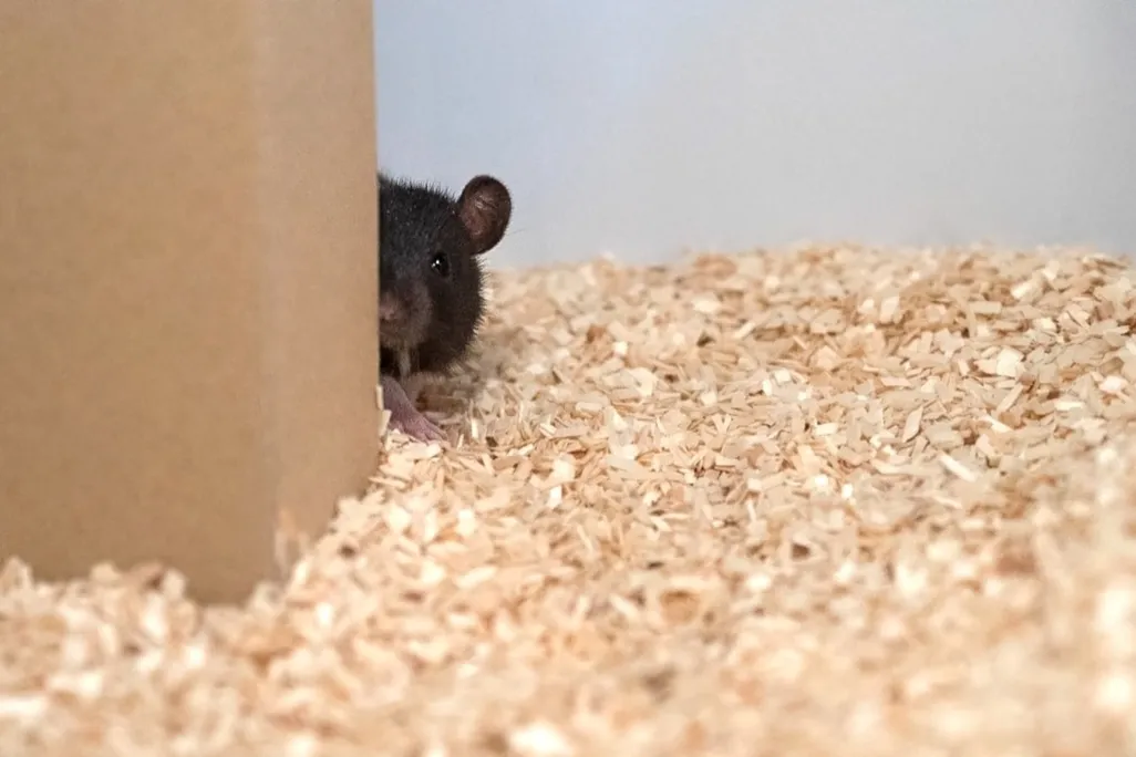 Hide and Seek Rat