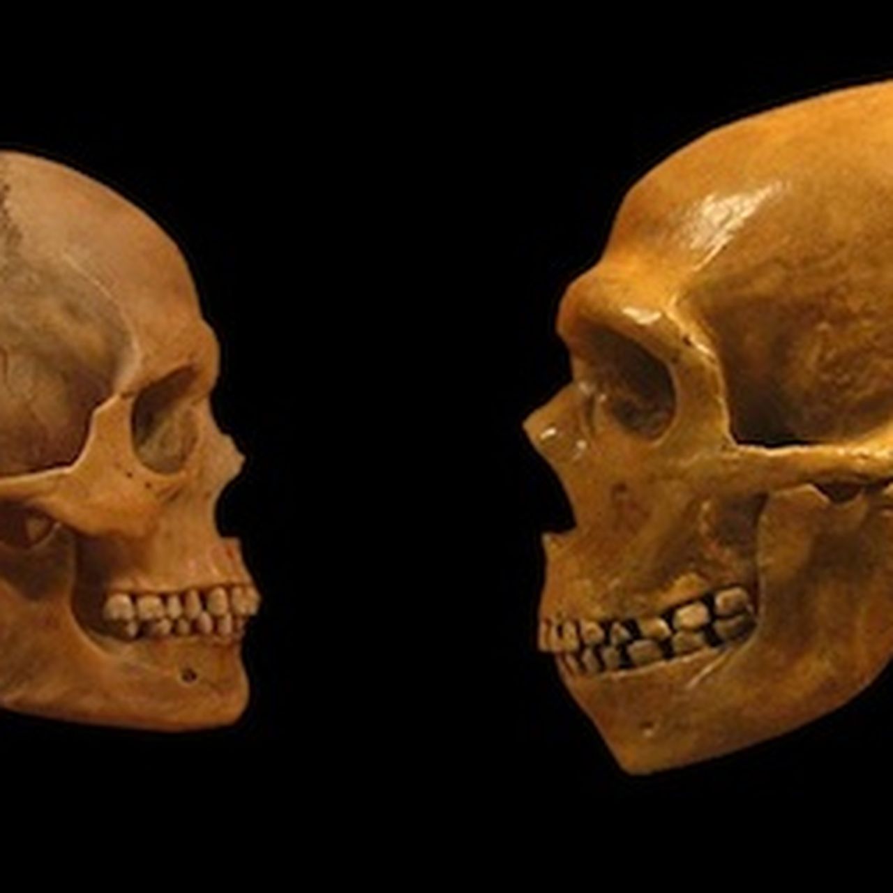 How Intelligent Were Neanderthals