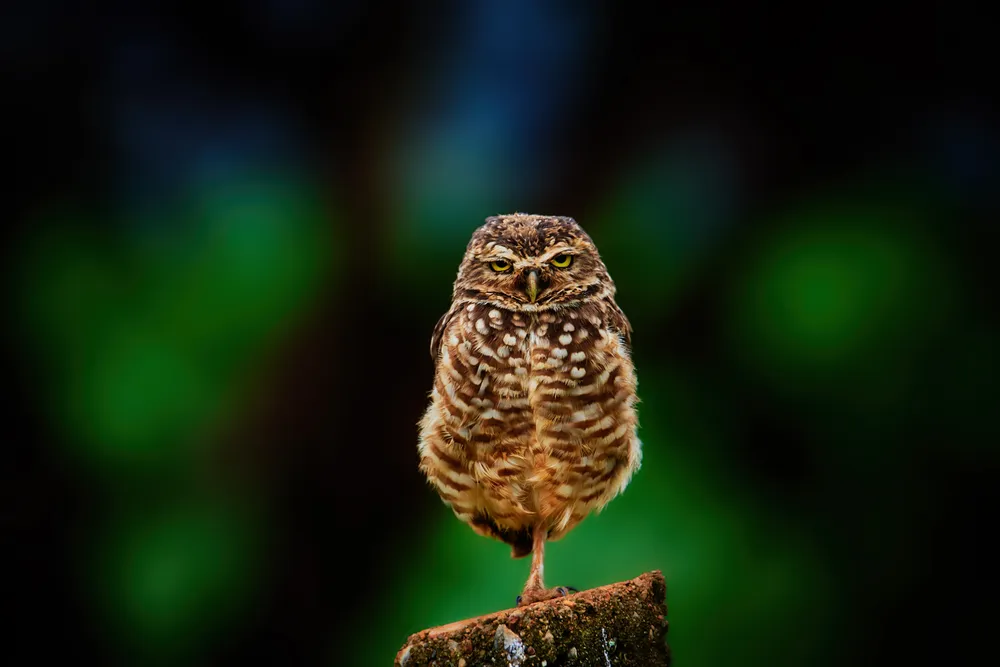 This is a burrowing owl standing on a fence post. As I sometimes do on early walks on weekends, I was carrying my camera. This owl was standing looking very serious and had a nice background behind him, so I took a couple of pictures.