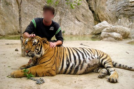 Like humans, individual tigers react differently to sedatives, says Minnesota Zoo veterinarian Rachel Thompson.