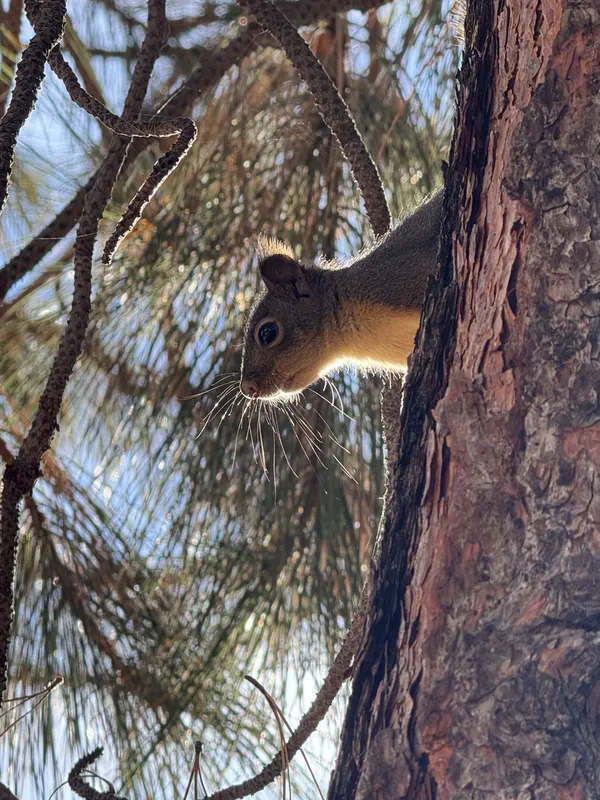 Furry Friend in Central Oregon thumbnail