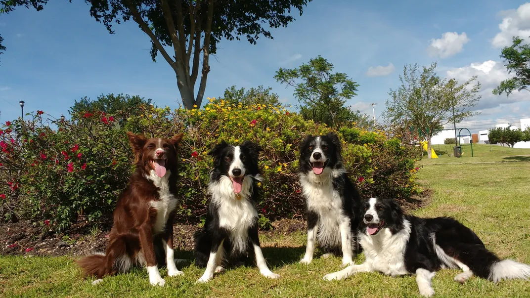 four dogs sit on grass in front of bushes and a tree, looking at the camera and panting