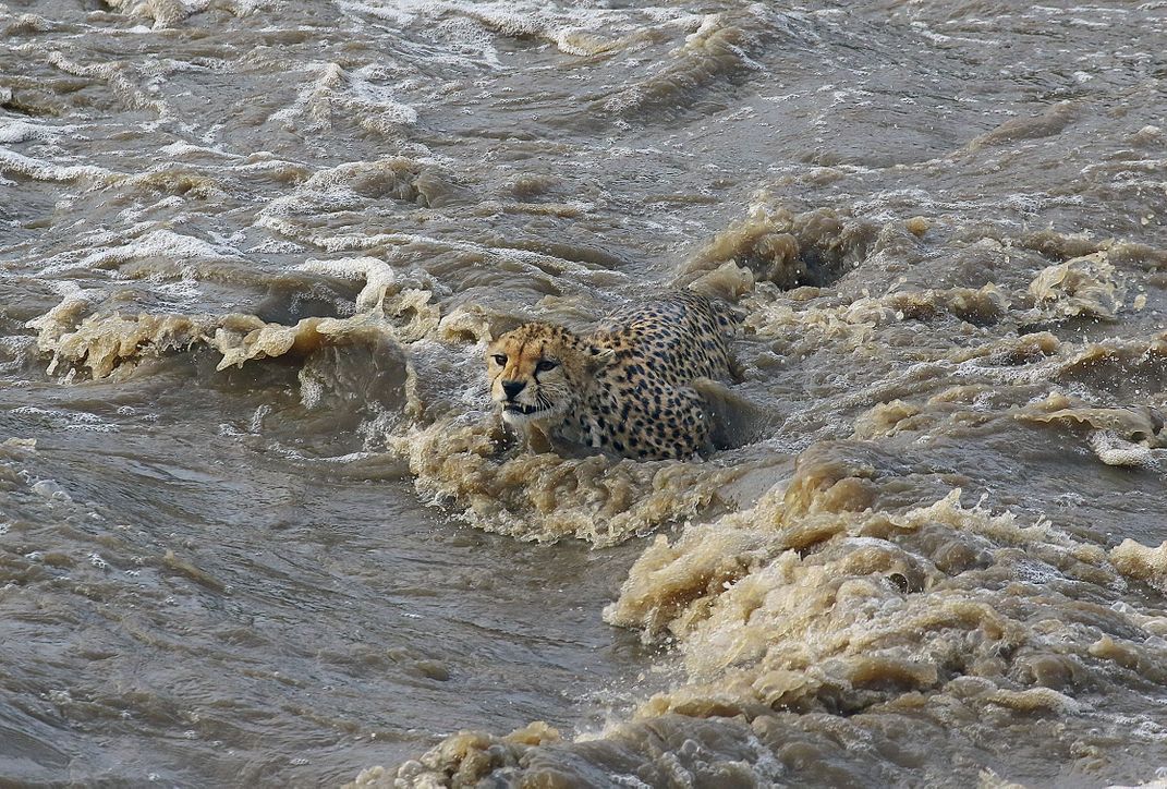 Cheetah crossing the Talec river after heavy rain | Smithsonian Photo ...