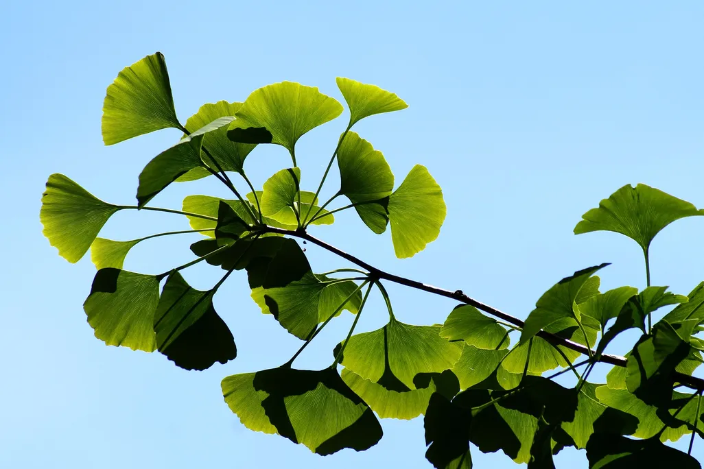 Ginkgo