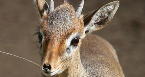 What In The World Is A Dik-dik? | Science| Smithsonian Magazine