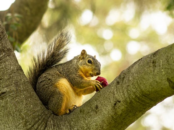 A squirrel nibbling on a strawberry. thumbnail