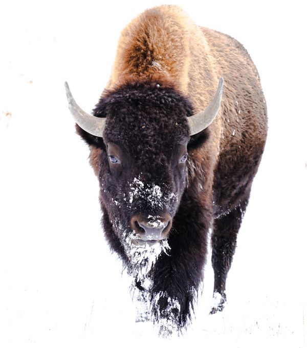 Bull Bison trudging though a Meadow thumbnail
