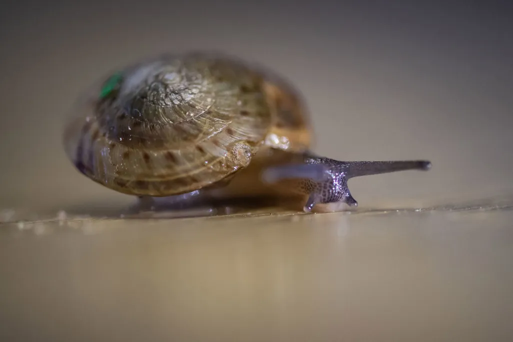 a snail