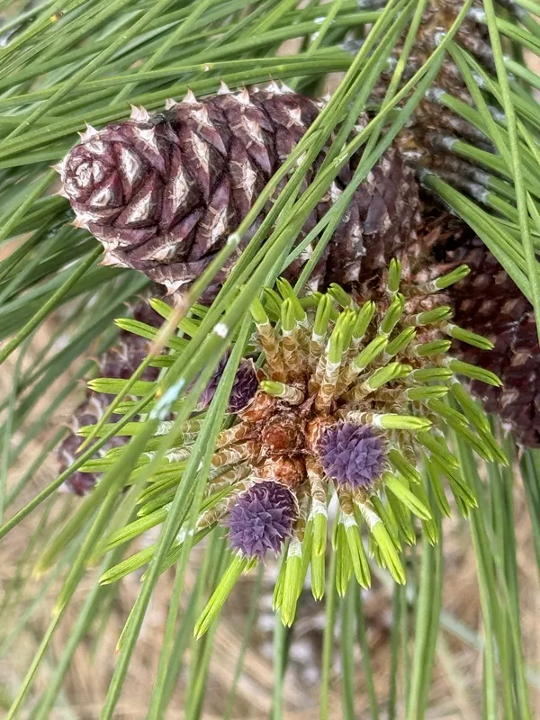 Pinecone Family thumbnail