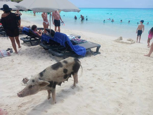 Curacao Mama Pig thumbnail