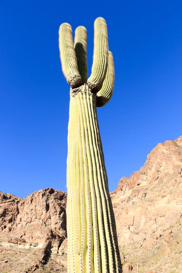 Mind boggling Saguaro thumbnail