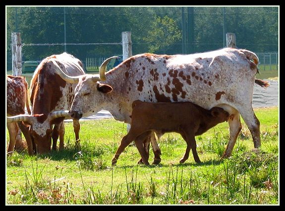 Longhorn cattle in Houston, Texas.